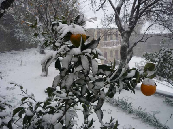 Снегопад на Афоне